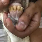 ذبائح ثلاجه ذبائح مناسبات