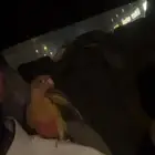 كنيور اليف
