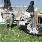 حمام باكستاني دم صافي طيار فاخر تب التب