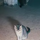 تبني للي يخاف الله فيها