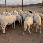 غنم حصيب بفحلها