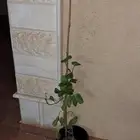 اشجار طبيعيه جديده الشراء قبل اربع ايام سبب البيع السفر