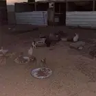 أرانب
