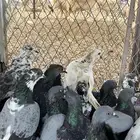 حمام بلدي