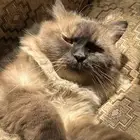ثلاث قطط شيرازيه