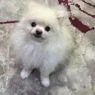 كلب برومنيان حجم صغير قزم ام واب برومنيان