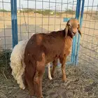 سواكني طلي فل شحم