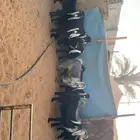 جفرات مقاني طيبه بفحلها