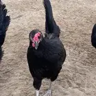 دجاج بلدي ( تم البيع )
