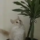 للبيع بالاحساء