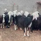 اللببييع غنم نجد طيبه كفو تحت الفحول 16رس