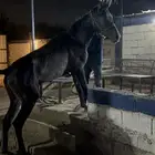 مهر للبيع horse for sale