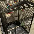 مستلزمات طيور