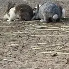 ارانب للبيع