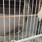 زوج كروان باقي صغار