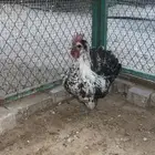 ديك حباحب قزم