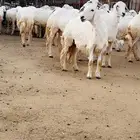 رخال صنف مقنوى