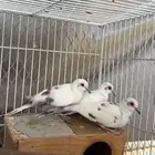 يمام ماسي ابرق ملكي
