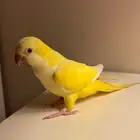 ببغاء كويكر لاتينو اليف ومتكلم