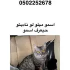 بسه ضايع