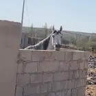 حصان شعبي العمر 5سنوات معسوف هادي