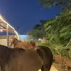 ايجار غرف الاسطبل
