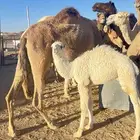 خلفه شقحاء للبيع