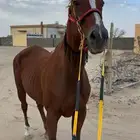 فرس كفو للبيع