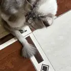 قطوة شيرازي تبني