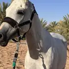 حصان واهو