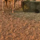 للبيع قعود مستقبل فحل
