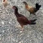دجاجه باكستاني وديك بلدي للبيع