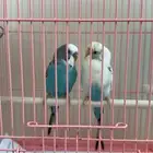 2 طيور حب ذكر و أنثى مع البياضه   القفص