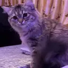 بسة للتبني