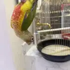 للبيع كنيور انناس اليف هدد داخلي