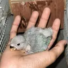 فرخ روز عليه عرض