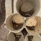 حمام باكستاني وسلفر للبيع كفو.