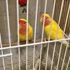 جوز روز اصفر