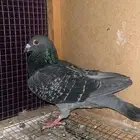 زوج زاجل سباق