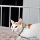 قطو ضايع له 8 ايام الموقع العقلية مكافئه ماليه لمن يجده