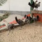 8 دياكة فيومي