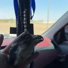 راس صقر محنط