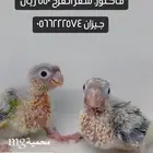 فرخ كنيور اناناس رد فاكتور تم البيع جميع الفروخ