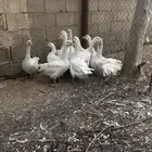 وز بلدي ابيض