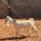 عنز ثنيه مصريه طيبه