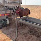 مهر عربي طيب ومتعود على البل