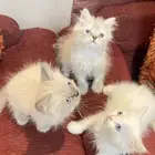 للبيع قطط مزيج هيمالايا شيرازي