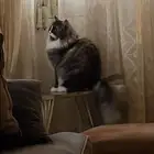 قط ل تبني