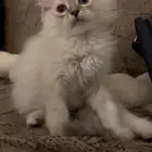 بساس صغيره