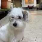 كلاب مالتيز